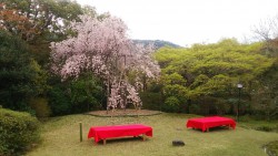 ブログ 山居桜小倉